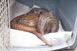 Customs FOU Zone ‘A’ Intercepts Three Live Pangolins in Ogun, Busts Wildlife Trafficking Attempt 14