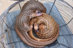 Customs FOU Zone ‘A’ Intercepts Three Live Pangolins in Ogun, Busts Wildlife Trafficking Attempt 13
